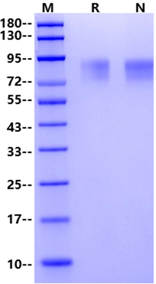 TrkA/NTRK1 His Tag Protein, Mouse