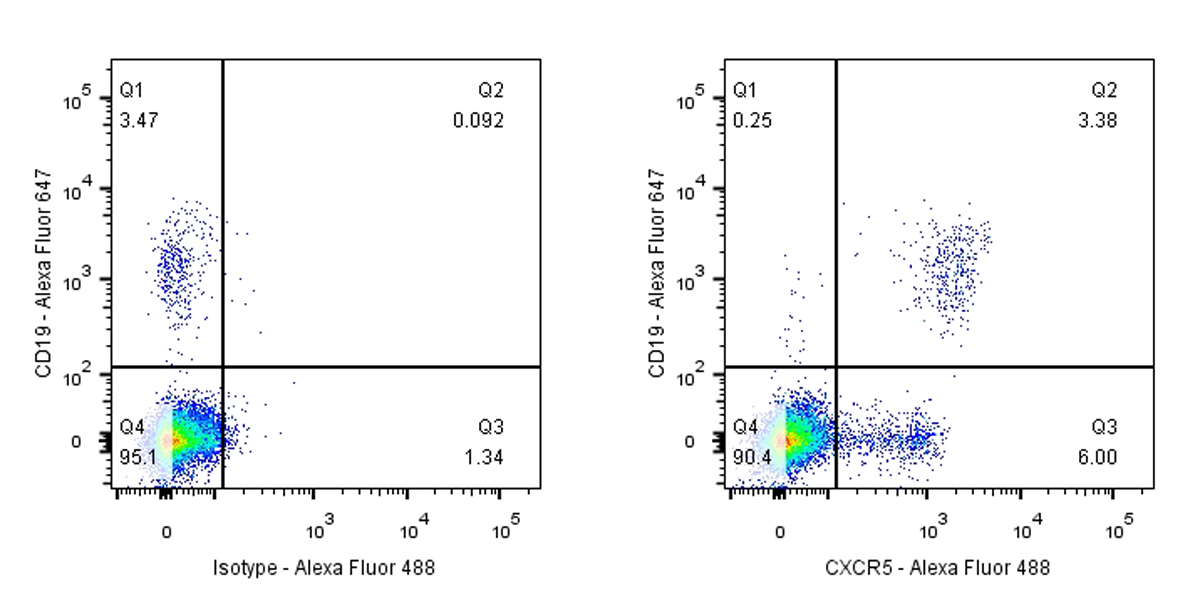 CXCR5 Recombinant Rabbit mAb (SDT-351-24)