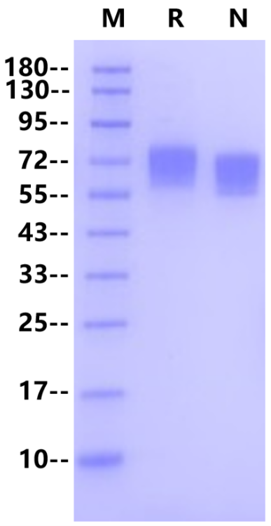 LILRB1/CD85j/ILT2 His Tag Protein, Human