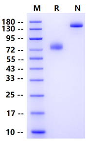 Biotinylated B7-2 Fc&Avi Tag Protein, Human