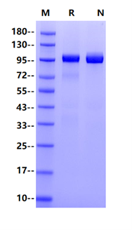 TIE2 His Tag Protein, Cynomolgus