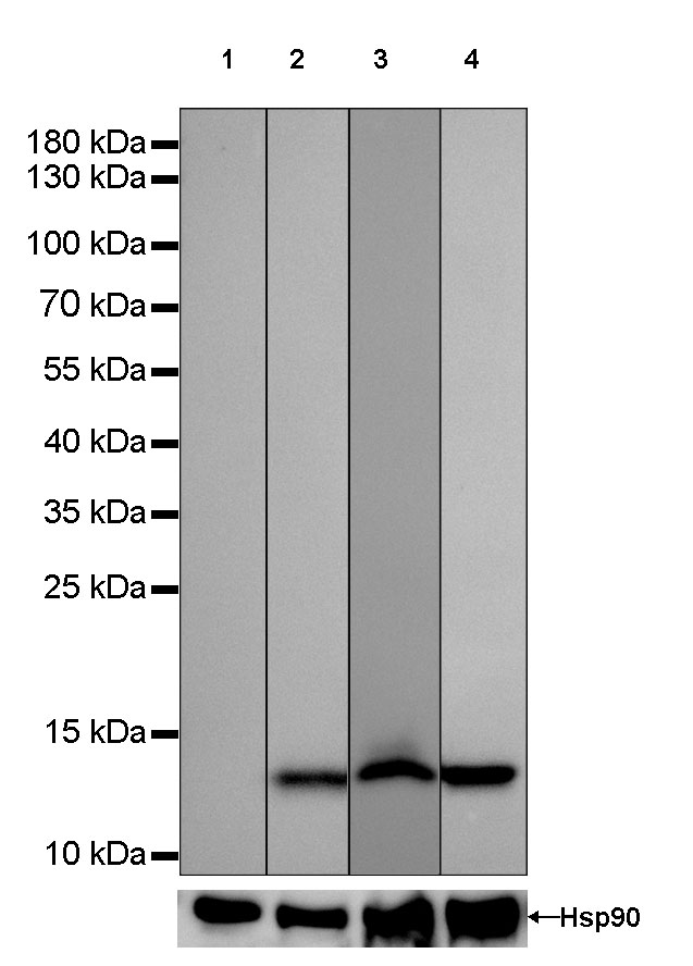 TCL1 Recombinant Rabbit mAb(SDT-052-12)