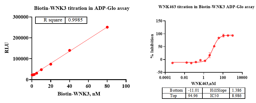 Biotinylated WNK3 Protein, Human