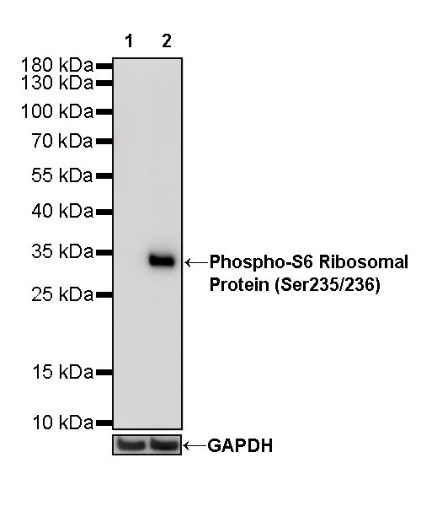 Phospho-S6 Ribosomal Protein (Ser235/236) Recombinant Rabbit mAb (S-R203)