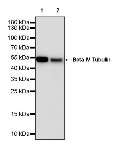 Beta IV Tubulin Rabbit polyclonal antibody