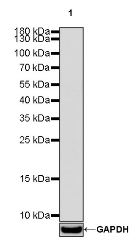 Mouse mAb IgA, κ Isotype Control (S-844-79-1)
