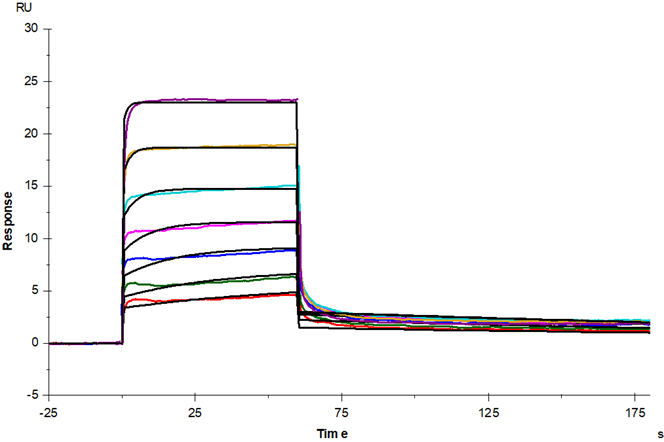 M-CSFR His Tag Protein, Cynomolgus