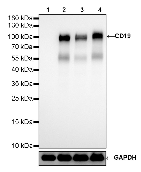 CD19 Recombinant Rabbit mAb (SDT-164-33)