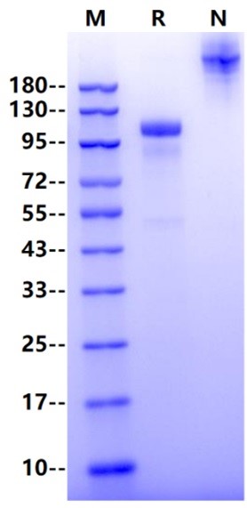 CDH6/Cadherin-6/KCAD Fc Chimera Protein, Human