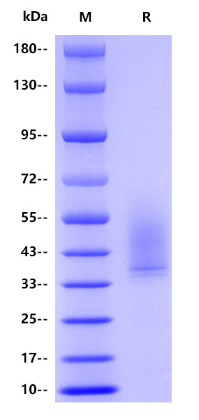 Human CD44, His tag
