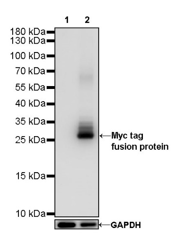 Myc tag Recombinant Rabbit mAb (S-114-13)