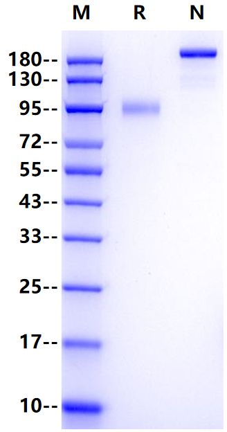 LILRA1 Fc Chimera Protein, Human