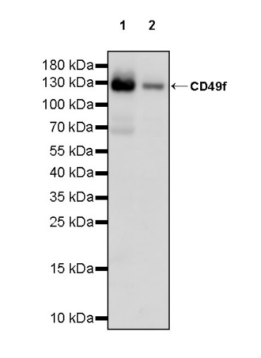 CD49f Recombinant Rabbit mAb (S-1019-73)