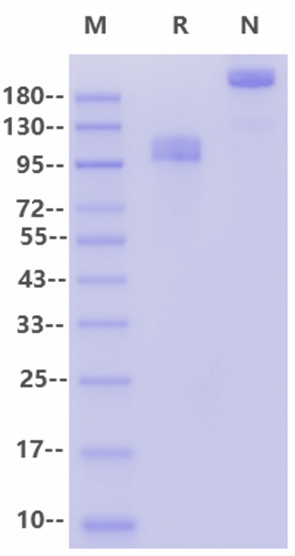 M-CSFR Fc Chimera Protein, Human
