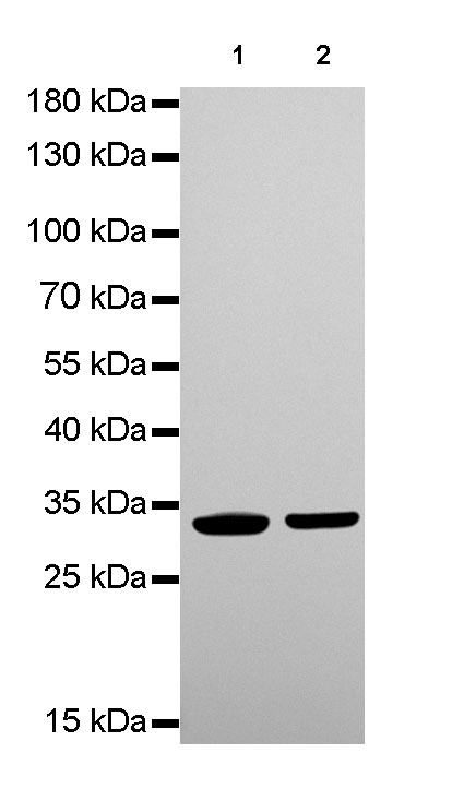 VDAC1 Recombinant Rabbit mAb(SDT-R013)