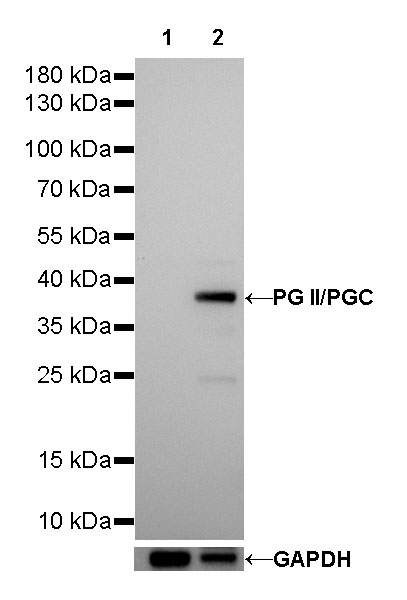 PG II/PGC Recombinant Rabbit mAb (SDT-194-100)