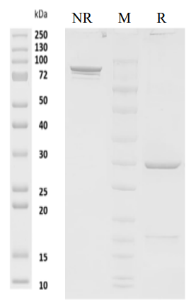 Anti-DLL3 Monoclonal Antibody(Rovalpituzumab)