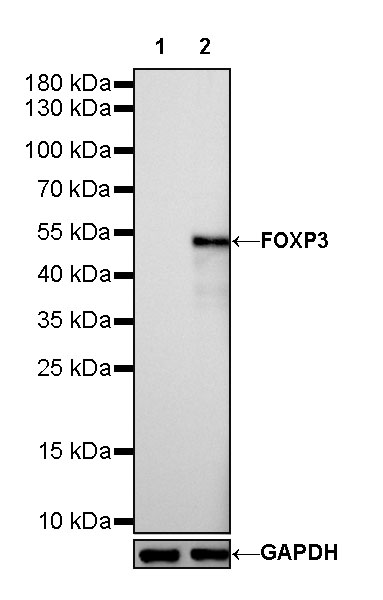 S-RMab® FOXP3 Recombinant Mouse mAb (SDT-R149)