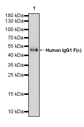 Human IgG1 F(c) Recombinant Rabbit mAb (HRP Conjugate) (S-447-20)