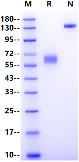 PD-L2/B7-DC Fc Chimera Protein, Mouse