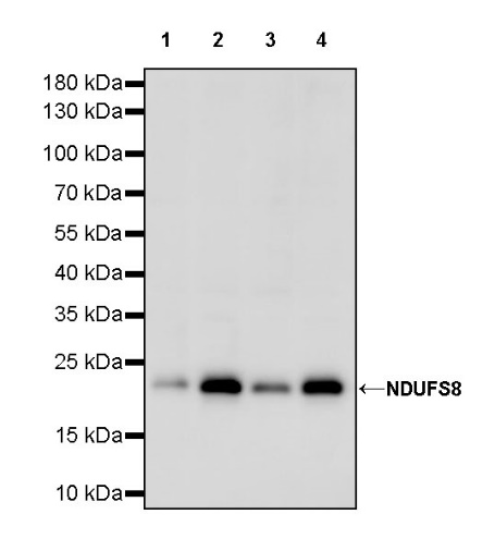 NDUFS8 Recombinant Rabbit mAb (S-1273-10)