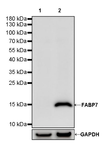 FABP7 Recombinant Rabbit mAb (S-762-41)