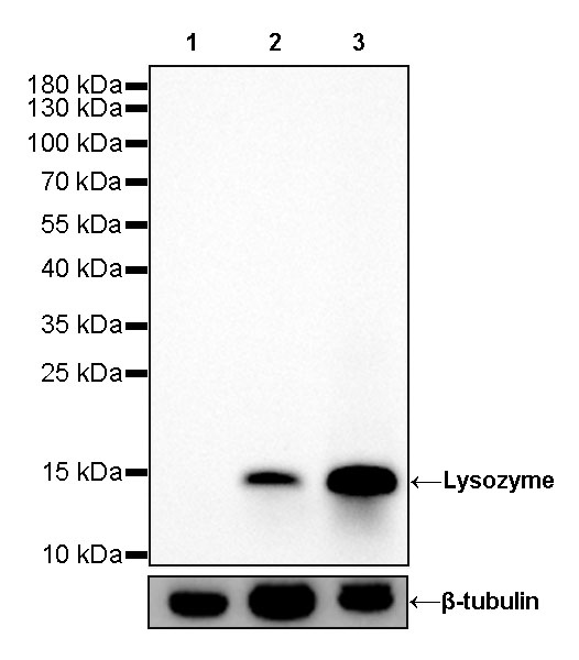 Lysozyme Recombinant Rabbit mAb (SDT-R176)