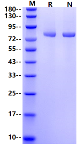 GARP/LRRC32 His Tag Protein, Mouse