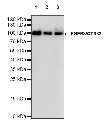 FGFR3/CD333 Recombinant Rabbit mAb (S-824-50)