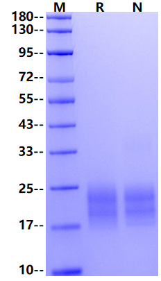 CTLA-4/CD152 His Tag Protein, Cynomolgus
