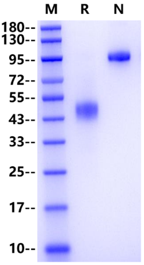 CD3 gamma Fc Chimera Protein, Human