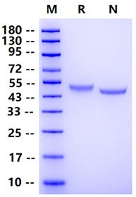 Biotinylated CD4/LEU3 His&Avi Tag Protein, Human