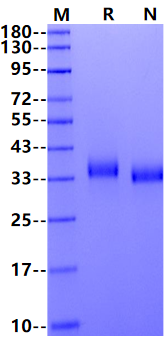 CD2/SRBC His Tag Protein, Human