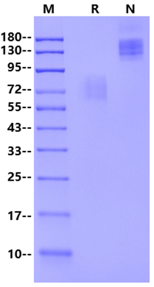 LYPD8 Fc Chimera Protein, Human
