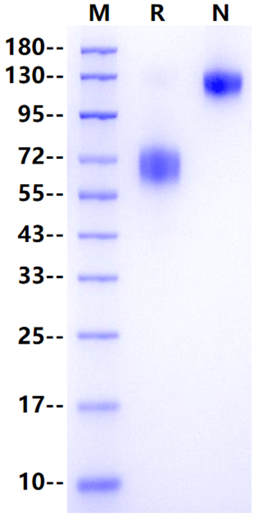 FCER1a Fc Chimera Protein, Mouse