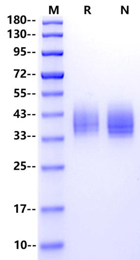 Tissue Factor Protein, Mouse