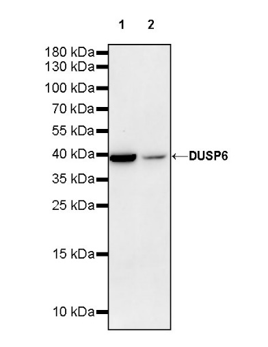 DUSP6 Rabbit Polyclonal antibody