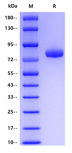 Human CD14, hFc tag 