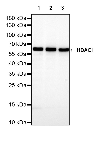 HDAC1 Recombinant Rabbit mAb (SDT-310-72)