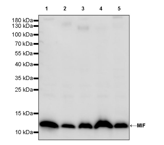 MIF Recombinant Rabbit mAb (S-1007-34)