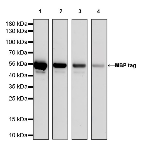 MBP tag Mouse mAb (HRP Conjugate) (S-926-1)