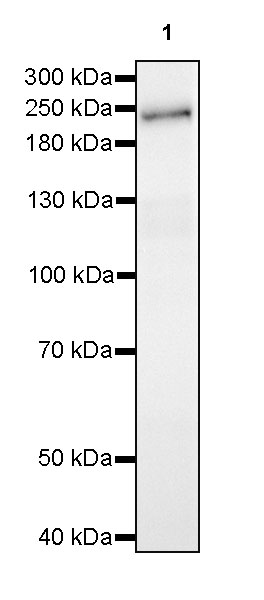 Laminin gamma 1/LAMC1 Recombinant Rabbit mAb (SDT-148-80)