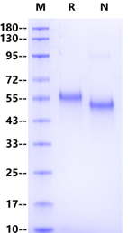LAG-3/CD223 His Tag Protein, Mouse