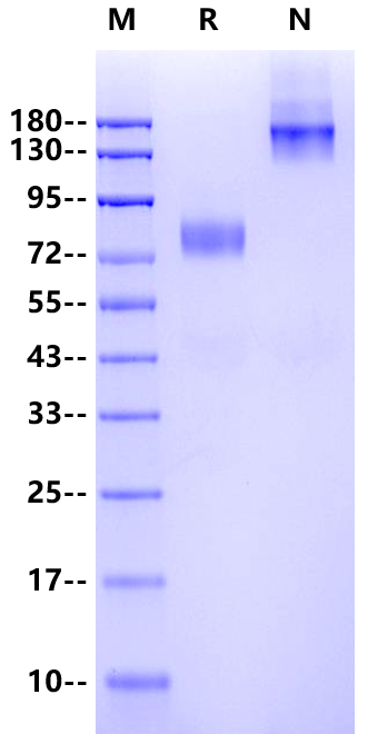 IL13RA2/IL13R Fc Chimera Protein, Human