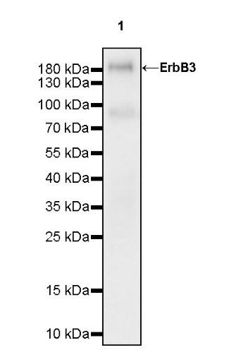 ErbB3 Recombinant Rabbit mAb (SDT-991-73)
