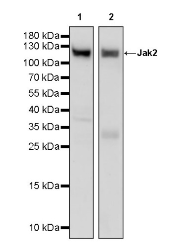 Jak2 Recombinant Rabbit mAb (S-1316-5)