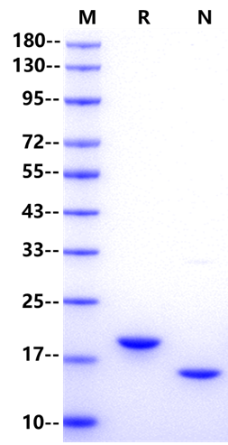SCF Protein, Human