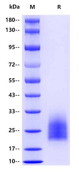 Human Desmoglein 3, His tag