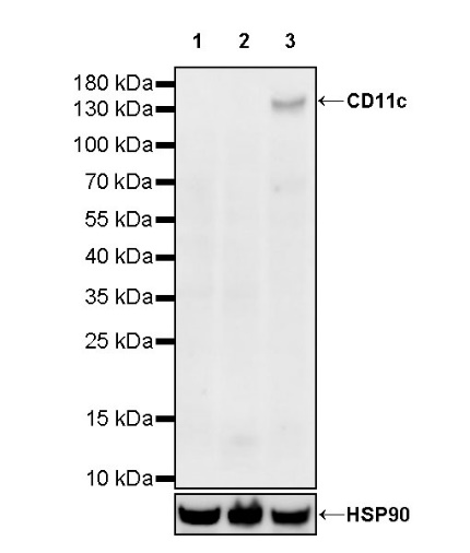 Mouse Anti-Human CD11c Antibody