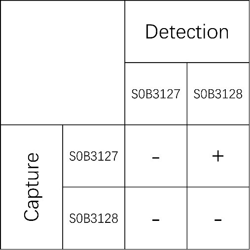 PTH Recombinant Rabbit mAb (SDT-408-29)